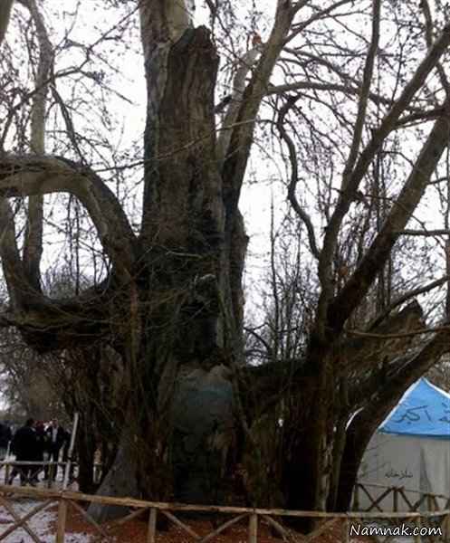 درخت شیرین و فرهاد